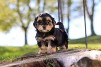 Hallie, a female Morkie for sale in Baltic, OH – Photo 2 of 8