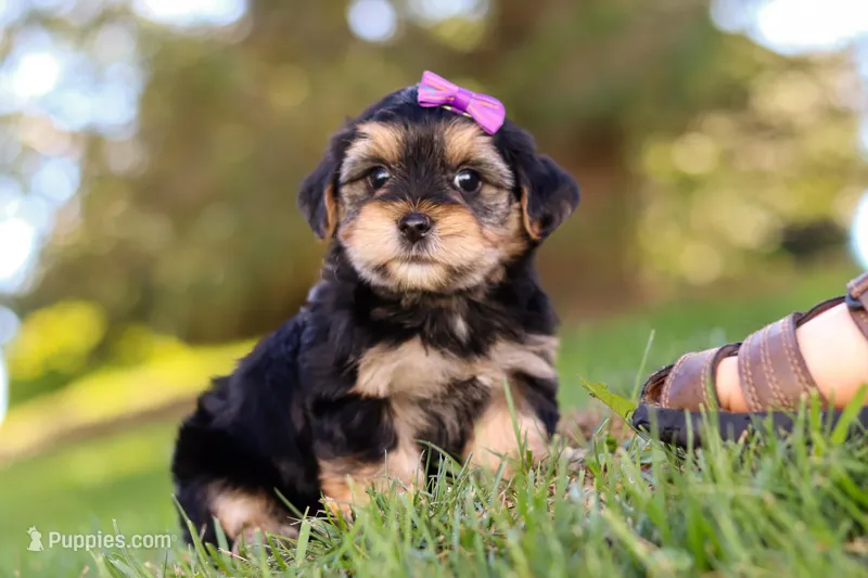Hallie, a female Morkie for sale in Baltic, OH – Photo 1 of 8