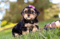 Hallie, a female Morkie for sale in Baltic, OH – Photo 1 of 8