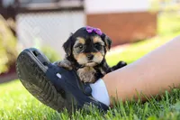 Hallie, a female Morkie for sale in Baltic, OH – Photo 8 of 8