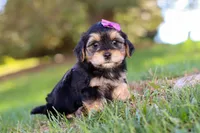 Hallie, a female Morkie for sale in Baltic, OH – Photo 6 of 8