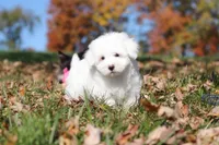 Ozzy, a male Maltese for sale in Baltic, OH – 3 of 9