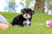 Bruno, a male Morkie for sale in Baltic, OH – 4 of 7