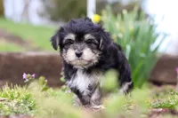 Bruno, a male Morkie for sale in Baltic, OH – Photo 4 of 10