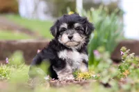 Bruno, a male Morkie for sale in Baltic, OH – Photo 10 of 10