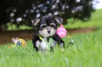 Bruno, a male Morkie for sale in Baltic, OH – 7 of 7