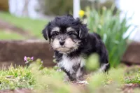 Bruno, a male Morkie for sale in Baltic, OH – Photo 3 of 10