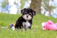 Bruno, a male Morkie for sale in Baltic, OH – 2 of 7