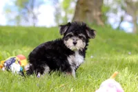 Bruno, a male Morkie for sale in Baltic, OH – 6 of 7