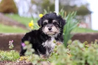 Bruno, a male Morkie for sale in Baltic, OH – Photo 6 of 10