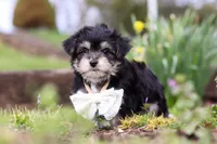Bruno, a male Morkie for sale in Baltic, OH – Photo 1 of 10
