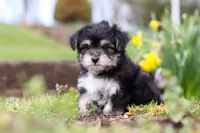 Bruno, a male Morkie for sale in Baltic, OH – Photo 7 of 10