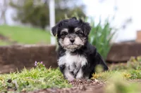 Bruno, a male Morkie for sale in Baltic, OH – Photo 9 of 10