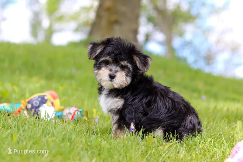 Bruno – Morkie puppy on hold in Baltic, OH