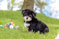 Bruno, a male Morkie for sale in Baltic, OH – 1 of 7