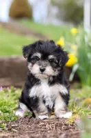 Bruno, a male Morkie for sale in Baltic, OH – Photo 2 of 10