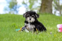 Bruno, a male Morkie for sale in Baltic, OH – 3 of 7