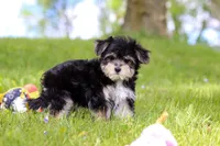 Bruno, a male Morkie for sale in Baltic, OH – 5 of 7