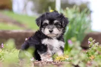 Bruno, a male Morkie for sale in Baltic, OH – Photo 8 of 10