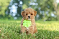 Patrick, a male Maltipoo for sale in Baltic, OH – 5 of 10