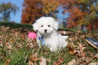 Ozzy, a male Maltese for sale in Baltic, OH – 5 of 9
