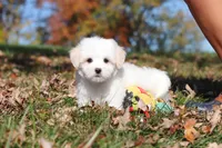 Colby, a male Maltese for sale in Baltic, OH – 3 of 10