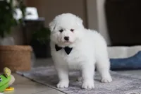 processed/c53785bd-e574-4ca2-80a5-e5457a245e79/listing/191d1c9c-d7f6-4533-b142-60c38f3aedab/5042571a-b09f-4c87-9f4b-4707dad1f310