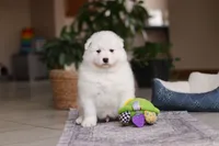 processed/c53785bd-e574-4ca2-80a5-e5457a245e79/listing/191d1c9c-d7f6-4533-b142-60c38f3aedab/b894897a-9d38-4355-be7d-2e86675f43d8