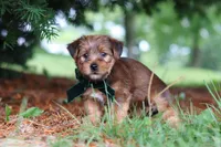 Archie, a male Morkie for sale in Baltic, OH – 1 of 8