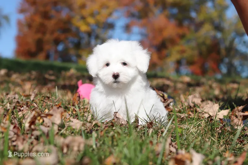 Ozzy – Maltese puppy for sale in Baltic, OH