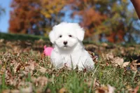 Ozzy, a male Maltese for sale in Baltic, OH – 1 of 9