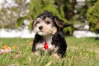 Trent, a male Morkie for sale in Baltic, OH – Photo 6 of 7
