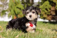 Trent, a male Morkie for sale in Baltic, OH – Photo 5 of 7