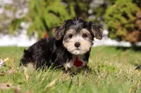 Trent, a male Morkie for sale in Baltic, OH – Photo 2 of 7