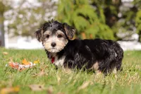 Trent, a male Morkie for sale in Baltic, OH – Photo 7 of 7