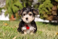 Trent, a male Morkie for sale in Baltic, OH – Photo 1 of 7