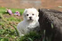 Pearl, a female Morkie for sale in Baltic, OH – Photo 1 of 10