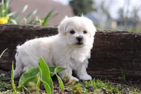 Pearl, a female Morkie for sale in Baltic, OH – Photo 7 of 10
