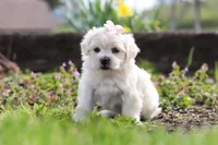 Pearl, a female Morkie for sale in Baltic, OH – Photo 2 of 10