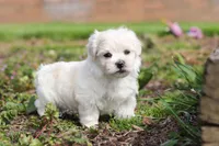 Pearl, a female Morkie for sale in Baltic, OH – Photo 4 of 10