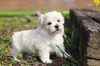 Pearl, a female Morkie for sale in Baltic, OH – Photo 5 of 10