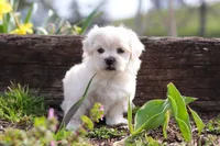 Pearl, a female Morkie for sale in Baltic, OH – Photo 6 of 10