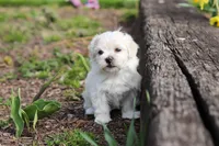Pearl, a female Morkie for sale in Baltic, OH – Photo 10 of 10