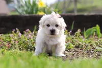 Pearl, a female Morkie for sale in Baltic, OH – Photo 3 of 10
