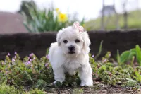 Pearl, a female Morkie for sale in Baltic, OH – Photo 8 of 10