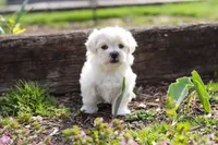 Pearl, a female Morkie for sale in Baltic, OH – Photo 9 of 10