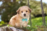 Theo, a male Morkie for sale in Baltic, OH – Photo 2 of 10