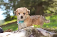 Theo, a male Morkie for sale in Baltic, OH – Photo 4 of 10