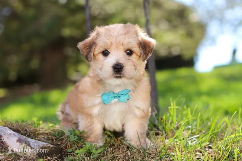 Theo, a male Morkie for sale in Baltic, OH – Photo 1 of 10