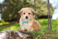 Theo, a male Morkie for sale in Baltic, OH – Photo 7 of 10